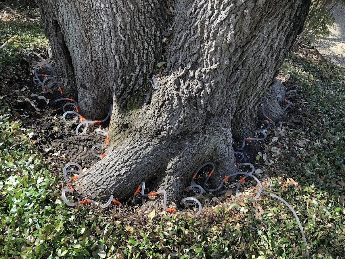 Detailed Tree Cabling and Bracing job site in Sanostee